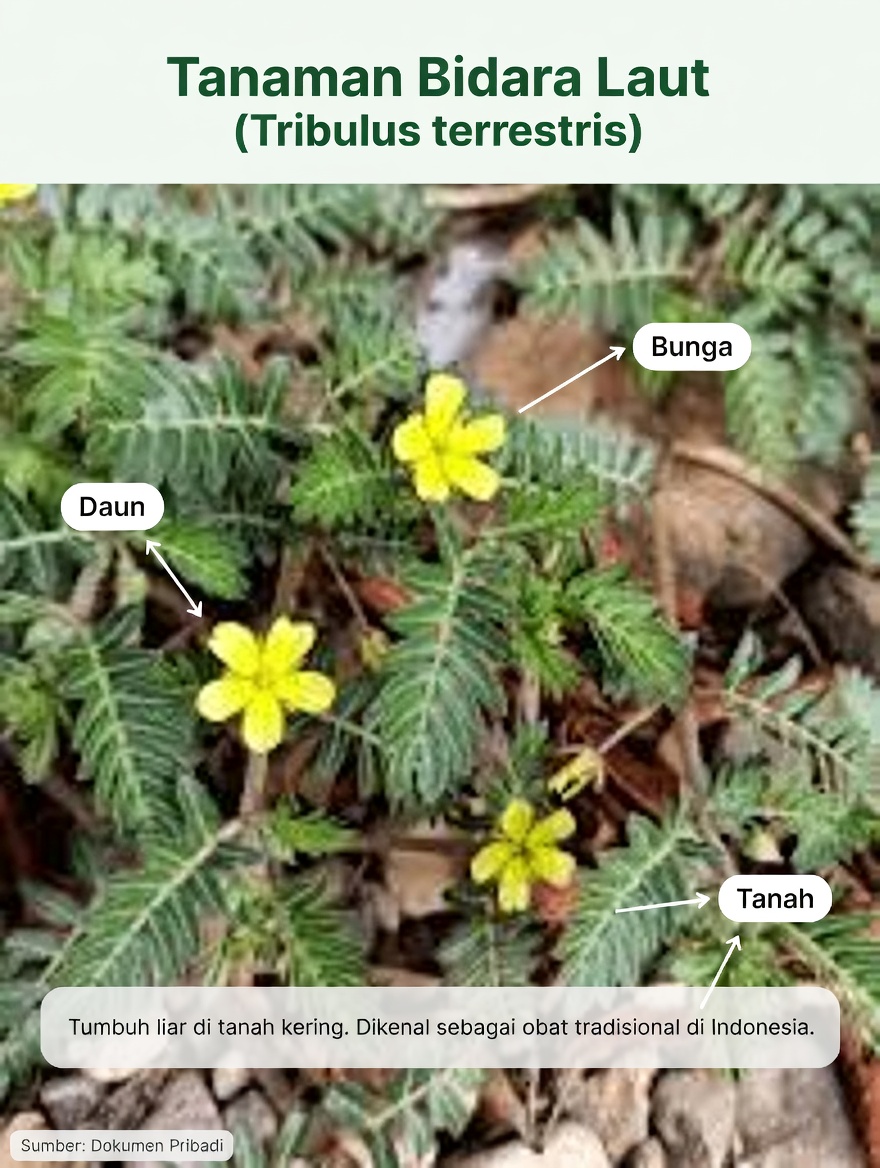 Apa Itu Kepala Kambing (Tribulus Terrestris) dan Mengapa Pasangan Ramai Membicarakannya?