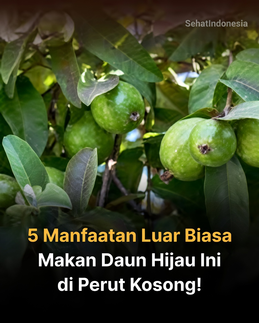 Dapatkah Daun Jambu Biji Mendukung Rambut yang Lebih Sehat? Menjelajahi Potensi Manfaat dan Cara Menggunakannya