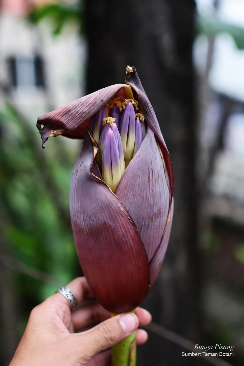 Temukan Potensi Kesehatan Mengejutkan dari Jantung Pisang: Tambahan Kaya Nutrisi untuk Rutinitas Harian Anda