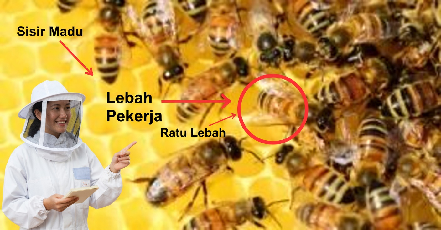 Pengobatan dengan madu untuk meningkatkan kesehatan Anda