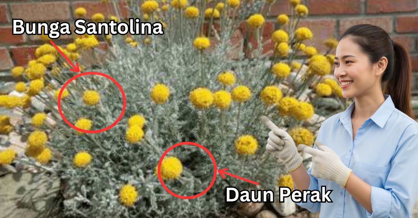 Helichrysum arenarium: manfaat dan cara menggunakannya di rumah