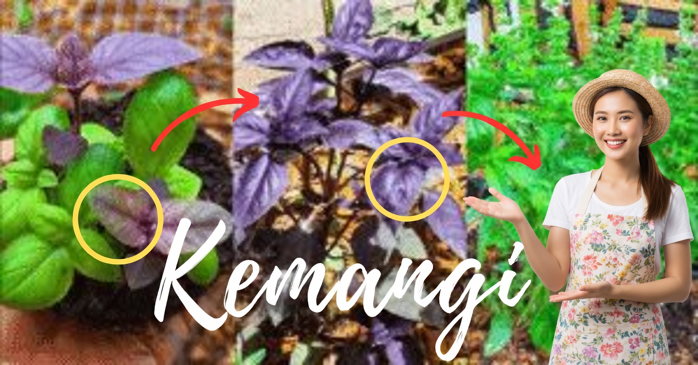 Kemangi Ungu: Khasiat dan 3 Kegunaan Obat