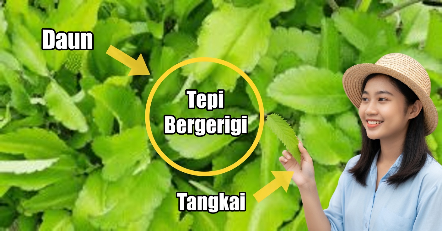 Daun kehidupan: 7 manfaat dan cara menggunakannya dengan obat rumahan