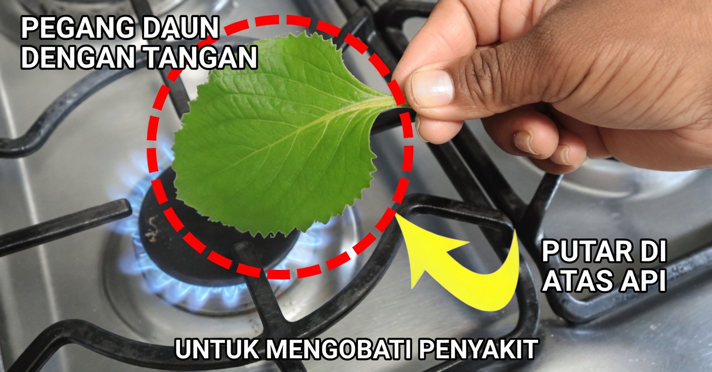 Manfaat Memanaskan Daun Oregano Orejón