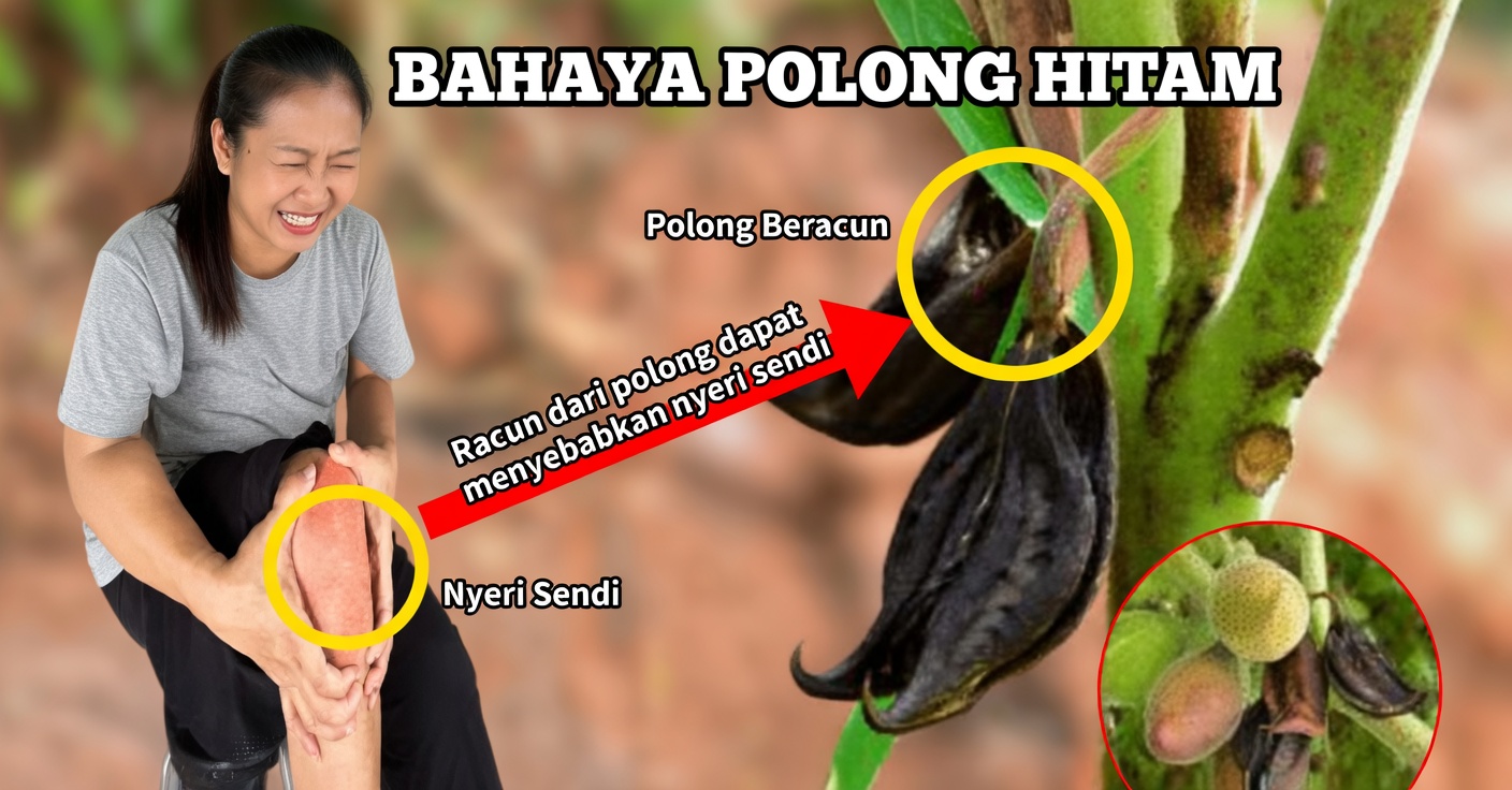 Cakar Kucing: Sifat dan Manfaat bagi Kesehatan