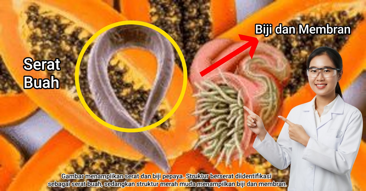 Pepaya untuk Usus Besar: Manfaat dan Cara Menghilangkan Parasit