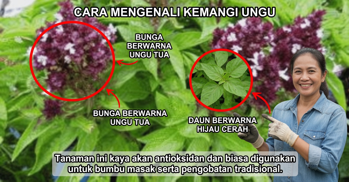 Bunga Kemangi: Kegunaan dan Manfaat yang Belum Kamu Ketahui