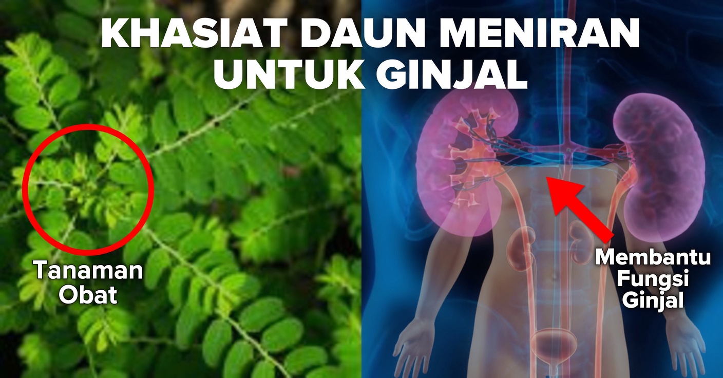 Chancapiedra untuk ginjal: manfaat dan cara mengonsumsinya