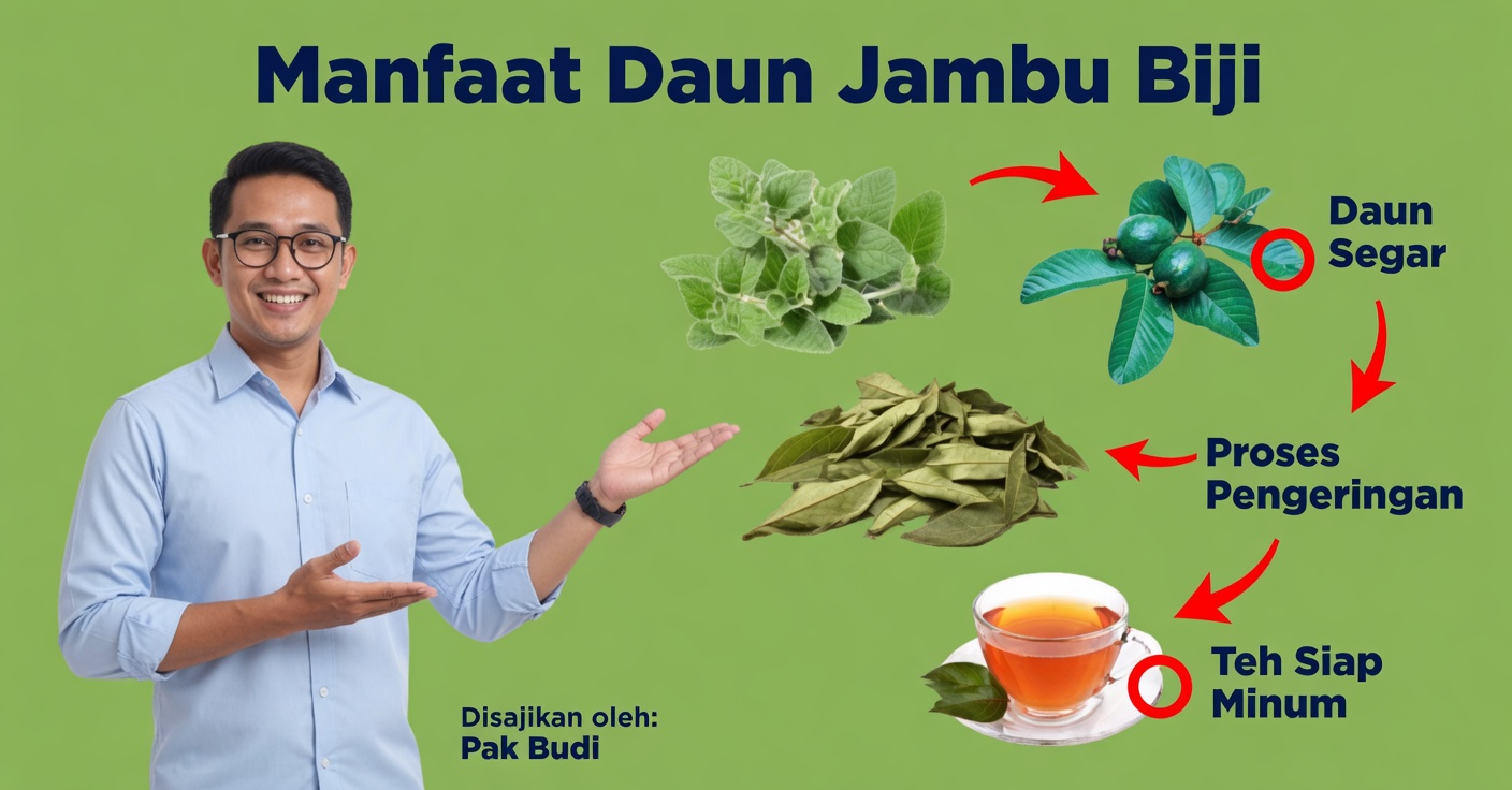 Infus jambu biji: membersihkan hati dan mengontrol tekanan darah