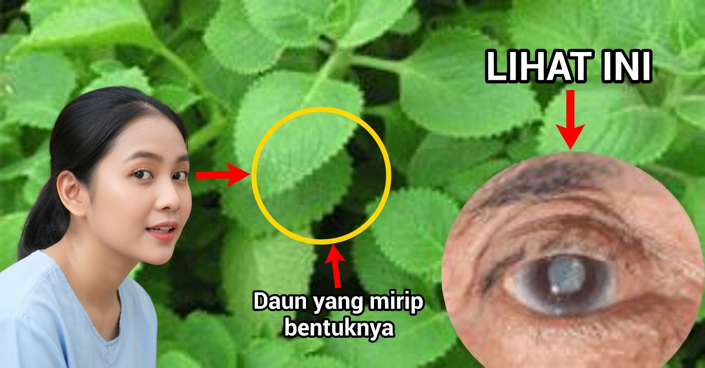 Orégano orejón untuk penglihatan: ramuan untuk kesehatan mata