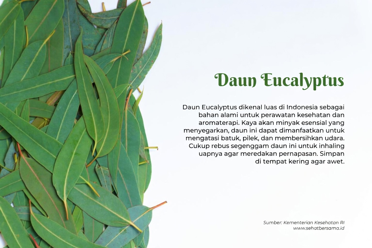 Teh Eukaliptus – Untuk Apa? – Manfaat bagi Kesehatan dan Kecantikan Anda