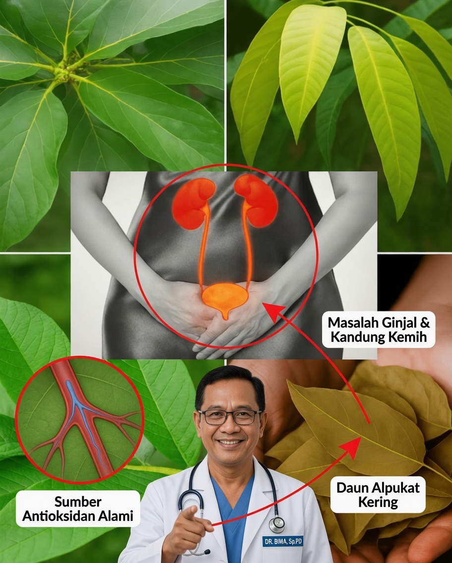 Buka Rahasia Alam: Infus Herbal Empat Daun untuk Energi, Keseimbangan, dan Vitalitas