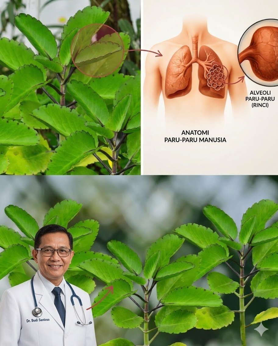 Desbloqueie Kekuatan Tersembunyi Daun Kehidupan