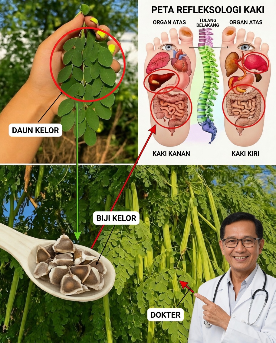 Moringa: Kebijaksanaan Leluhur Bertemu Superfood Modern