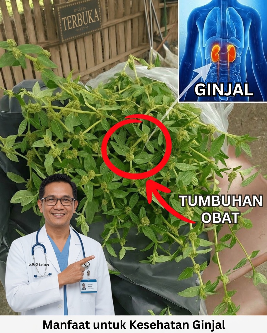 A Permata Tersembunyi di Taman: Mengapa Euphorbia Hirta Layak Mendapatkan Perhatian Anda