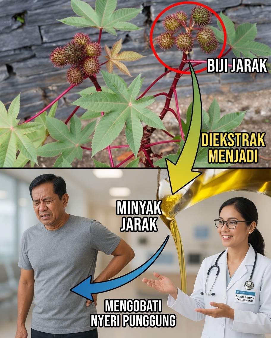 Temukan Emas Tersembunyi di Kebun Anda: Kekuatan Penyembuhan Daun Jarak yang Luar Biasa