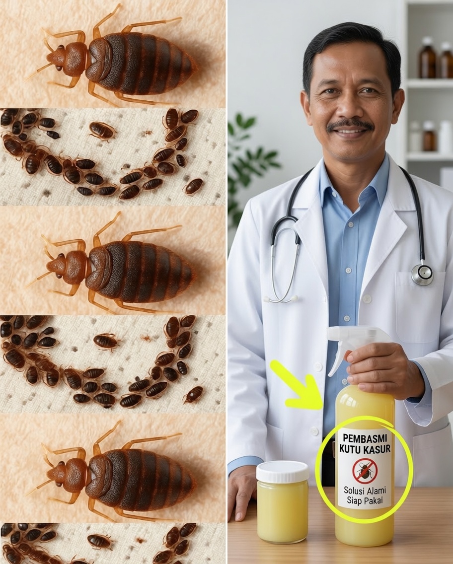 Panduan Alami Lengkap untuk Membasmi Hama Rumah Tangga Sekali untuk Selamanya