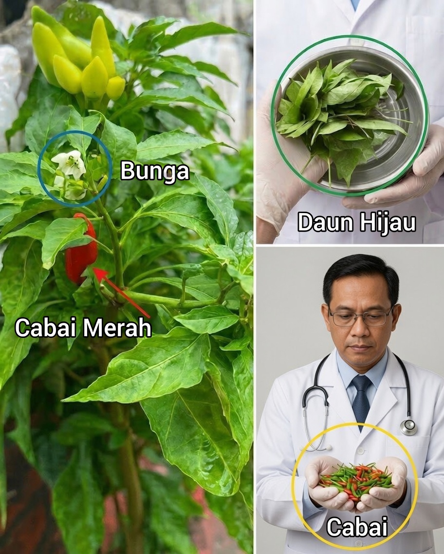 Temukan Kegunaan Mengejutkan dari Daun Cabai