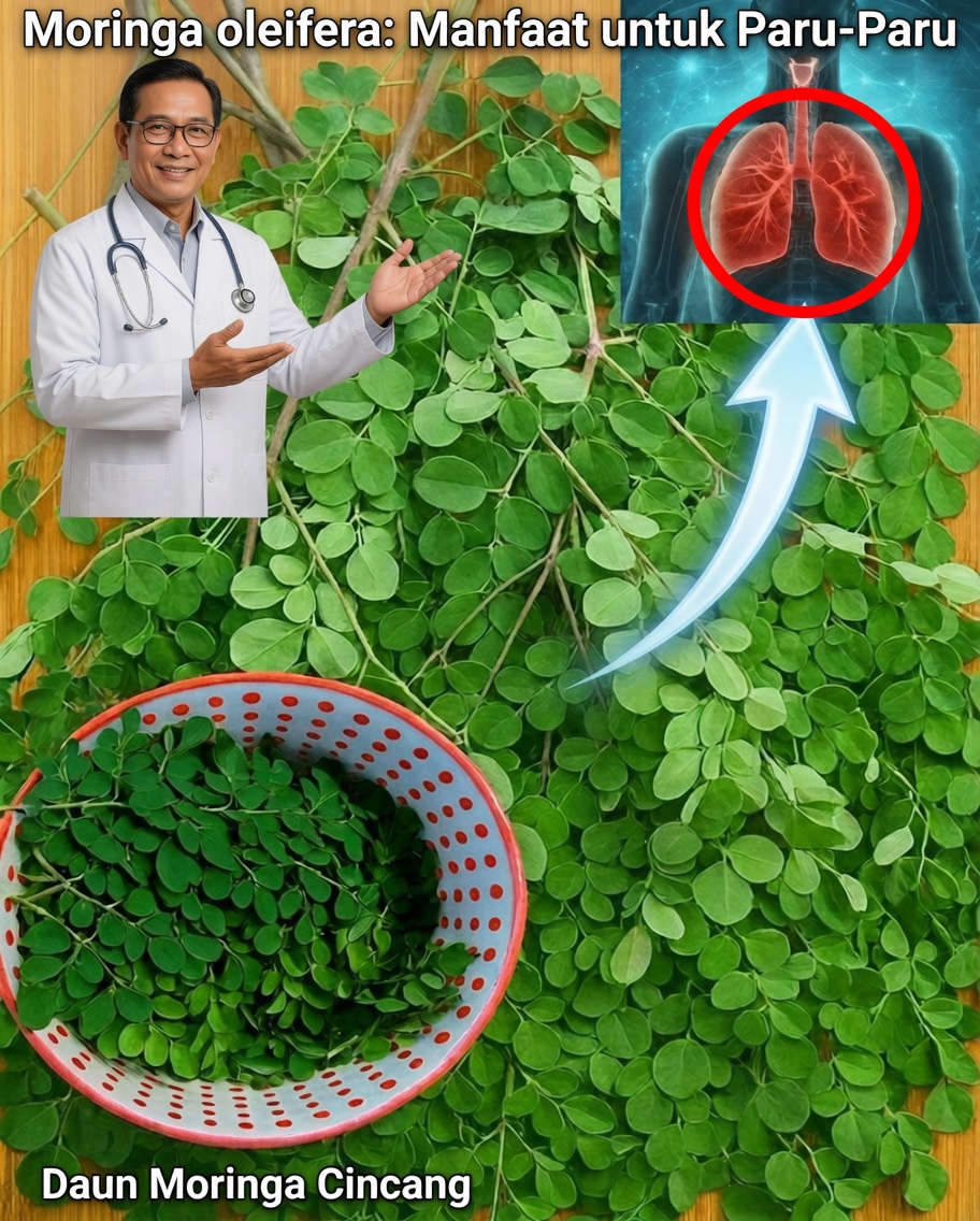Moringa: Daun Hijau Sederhana dengan Nilai Luar Biasa