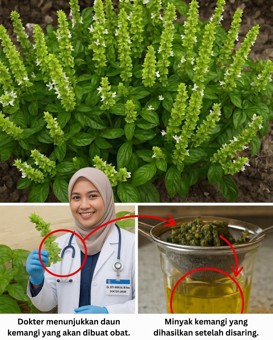 Mengapa Bunga Kemangi adalah Obat Alami Tersembunyi yang Perlu Anda Ketahui