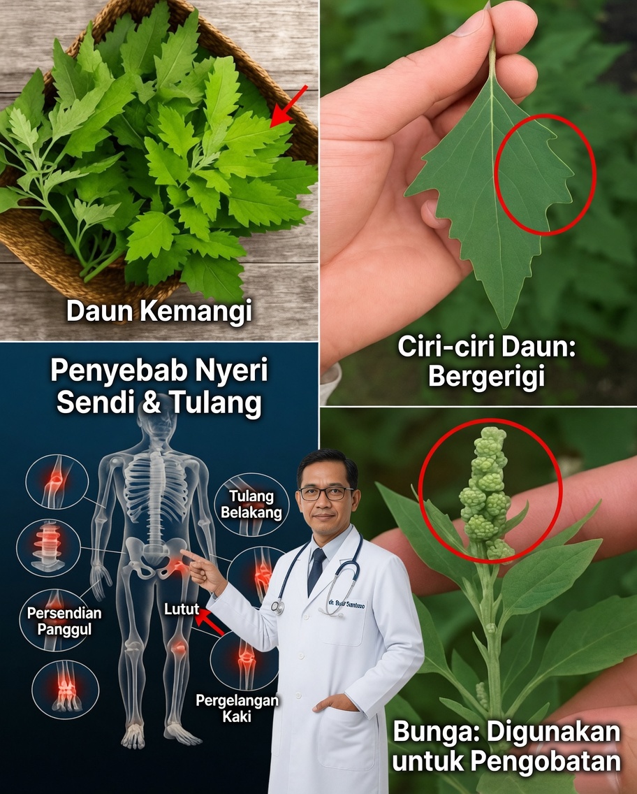Lamb’s Quarters: Tanaman yang Terlupakan dengan Manfaat Kesehatan yang Mengejutkan