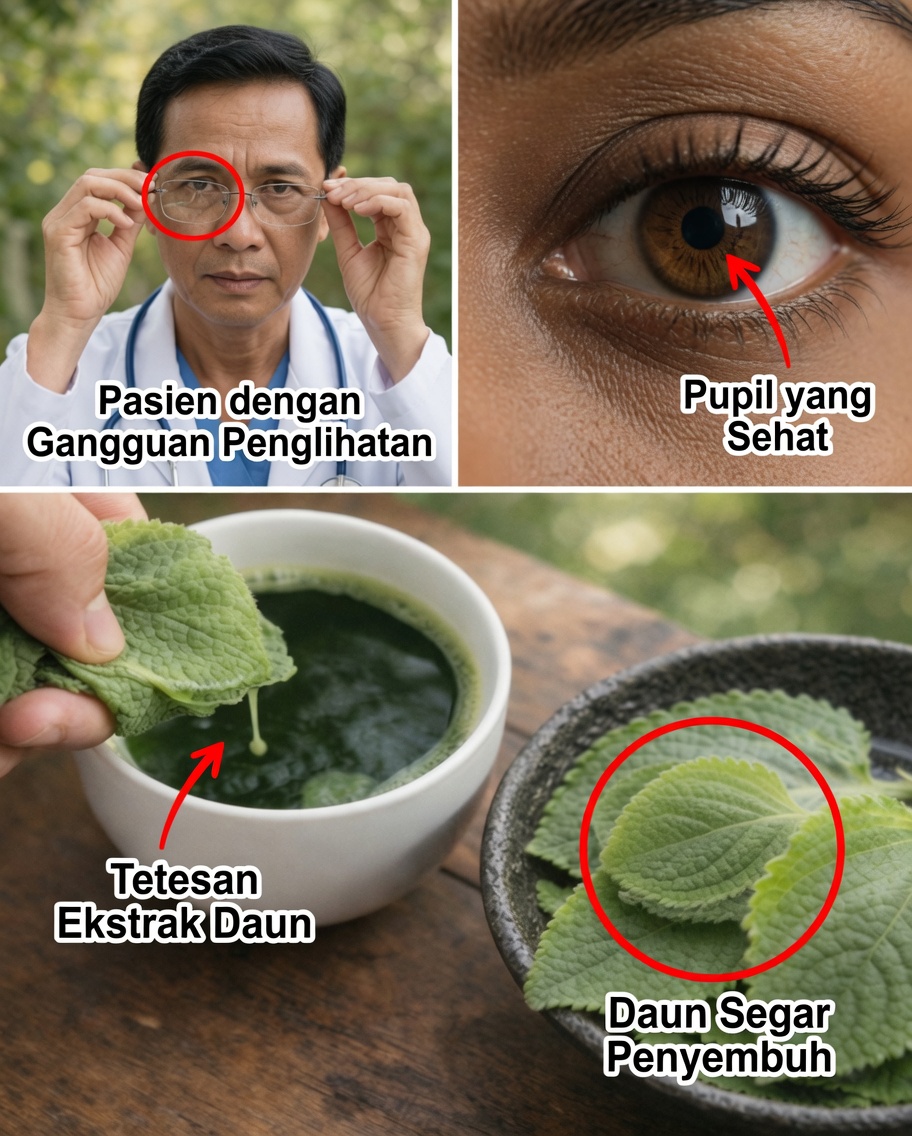Orégano Orejón: Herbal yang Kurang Dikenal yang Dapat Membantu Mendukung Kesehatan Mata Secara Alami